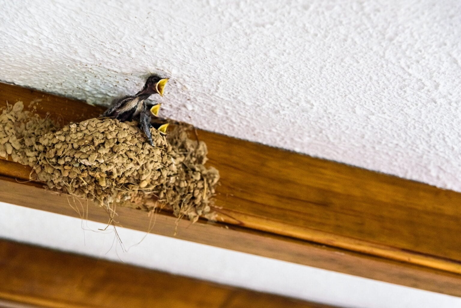 Pourquoi installer un nid d'hirondelles à la maison