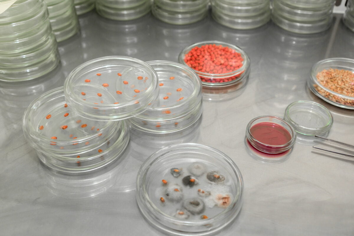 Petri dish. Microbiological laboratory. Mold and fungal cultures. Bacterial research
