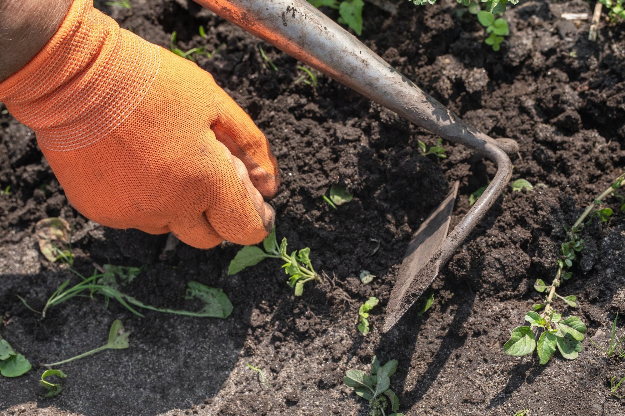 Weeding beds closeup