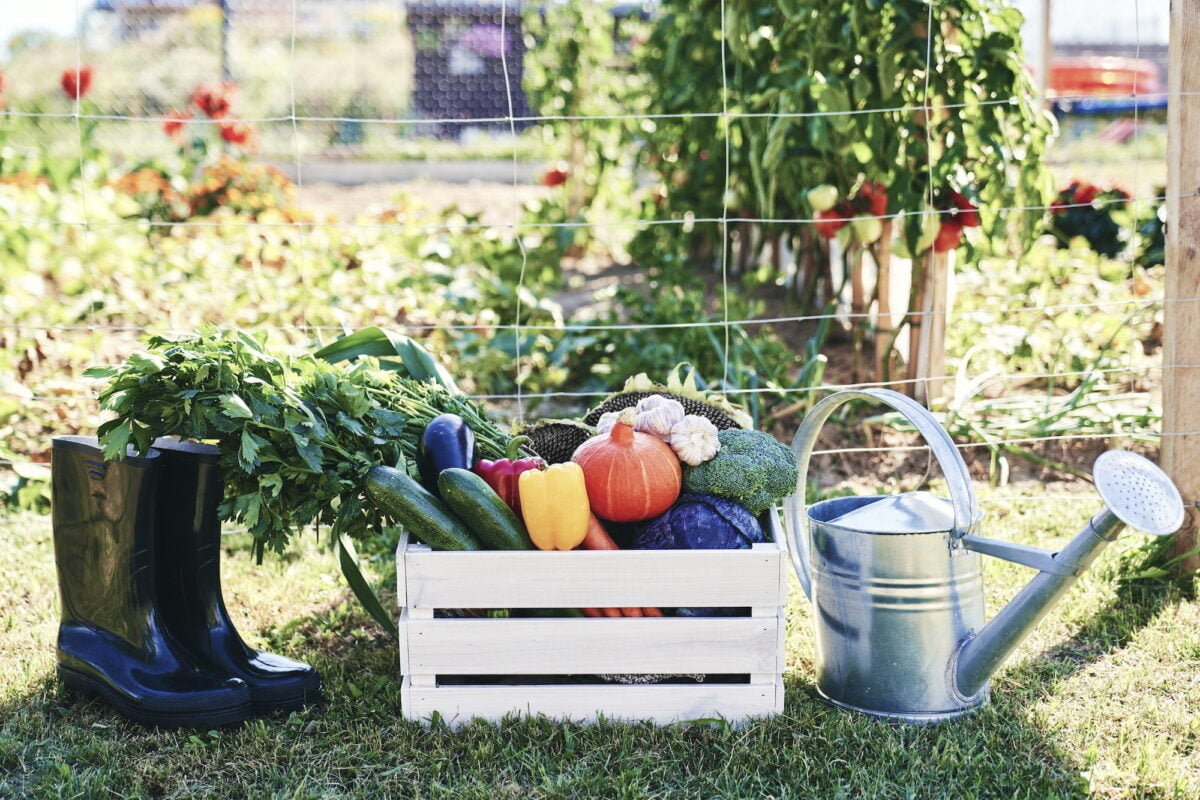un potager et ses indispensables outils