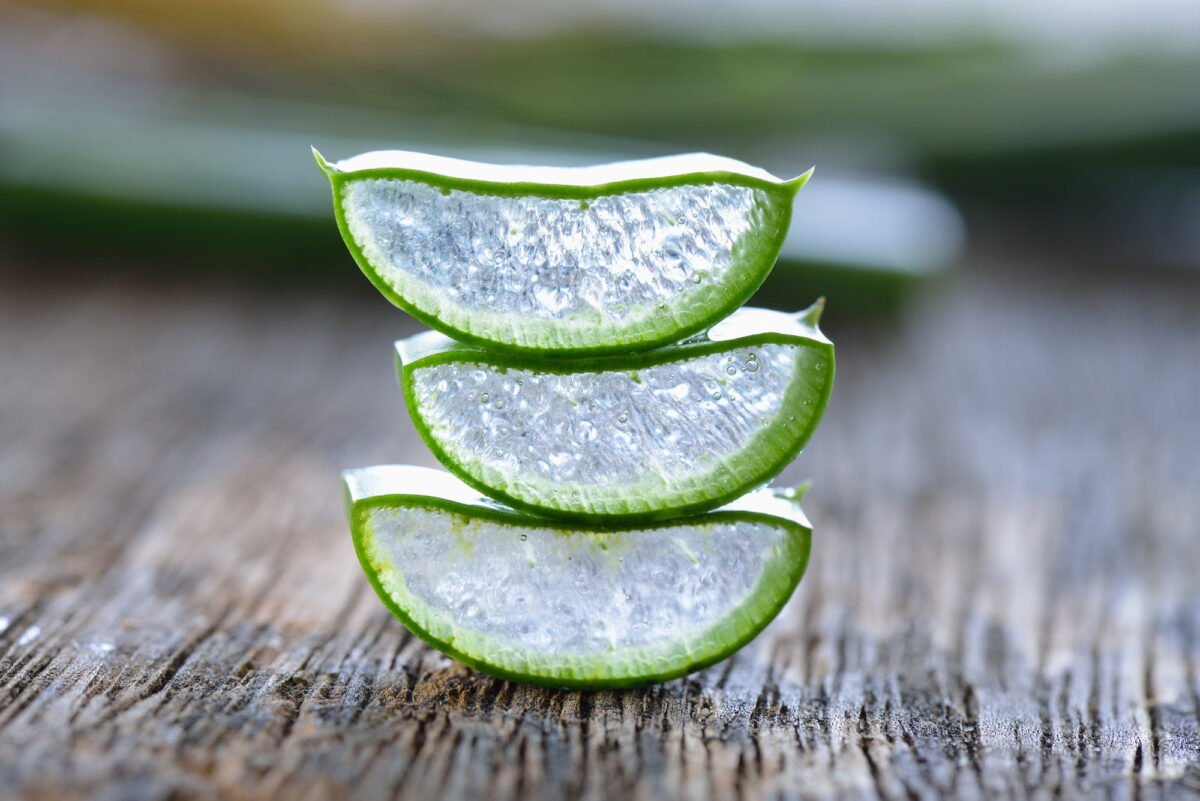 aloe vera sur bois