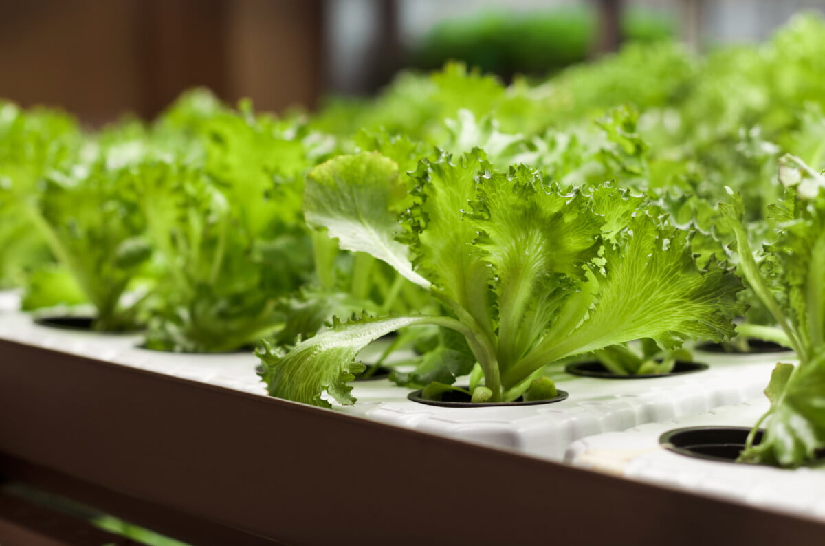 La culture de salade en hydroponie se développe