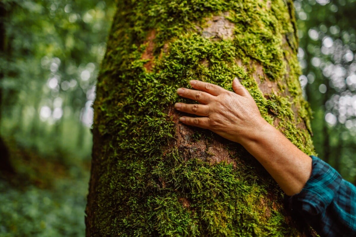 Hand touching a tree trunk in the forest. Forest ecology