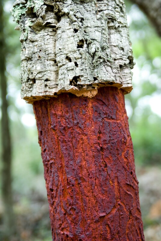 Cork tree Tronc d'arbre dont la partie inférieure est peinte en rouge vif, contrastant avec l'écorce de liège gris naturel au-dessus, sur un fond de forêt vert flou.