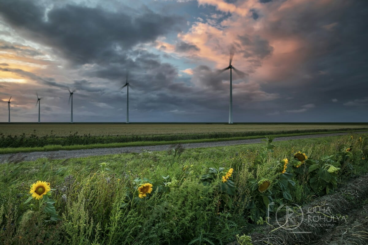 sunflowers and wind turbines at stormy sunset sunflowers and wind turbines at stormy sunset