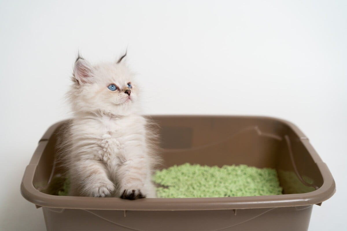 Teaching a little white kitten to the toilet, cat tray and cat litter, British thoroughbred cat Teaching a little white kitten to the toilet, cat tray and cat litter, British thoroughbred cat